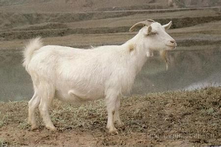 欧菜水自然生态放养猪牛羊,散养鸡鸭鹅